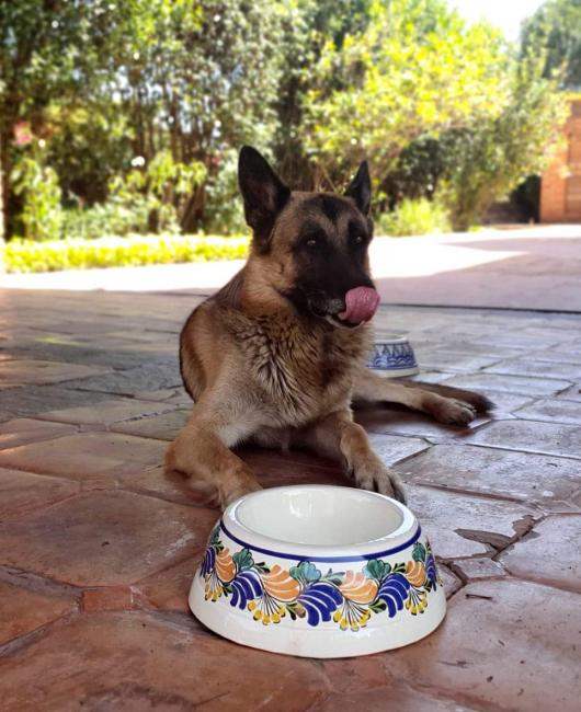 mexican-pottery-hand-thrown-majolica-hand-made-mexico-dog-bowl
